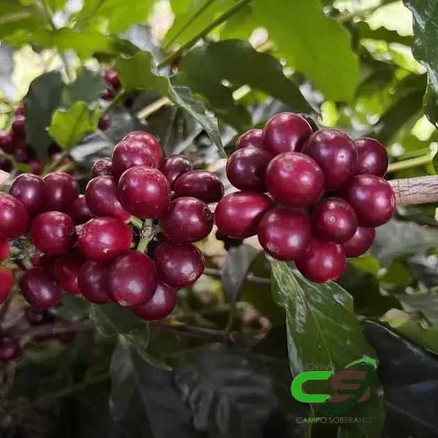 Café Recua Enquanto Cacau Tem Preços em Alta em Nova York