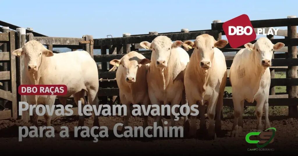 Canchim: Avaliação de Desempenho que Impulsiona a Evolução