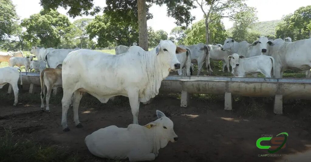 Capacitação sobre Bem-Estar Animal: Iniciativa do Governo do Tocantins