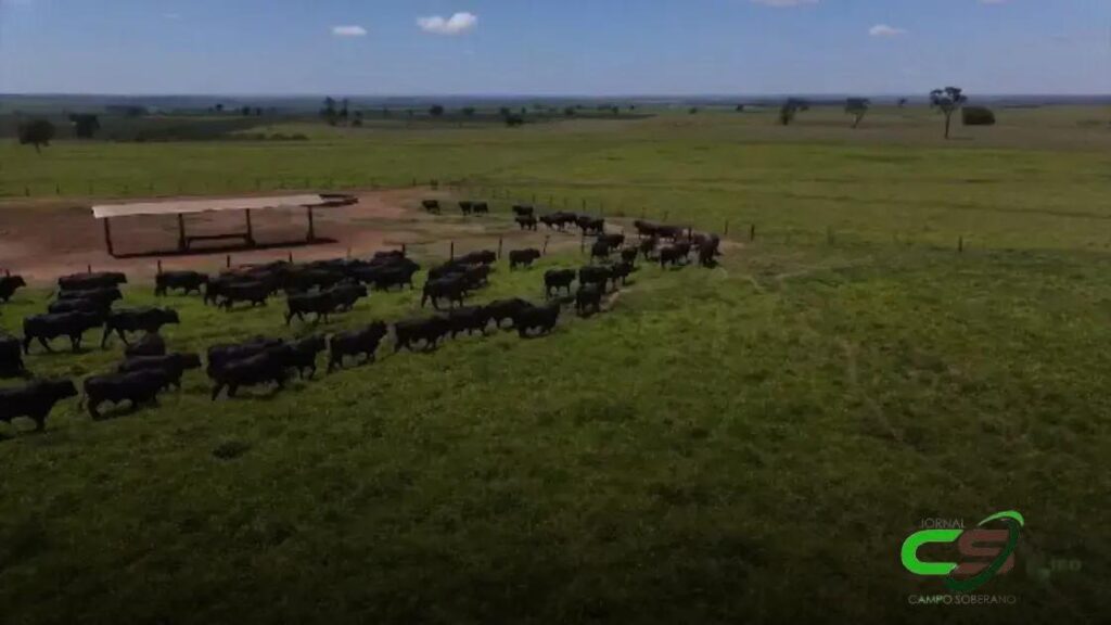 Checklist Completo: Como Preparar o Gado para Suplementação a Pasto