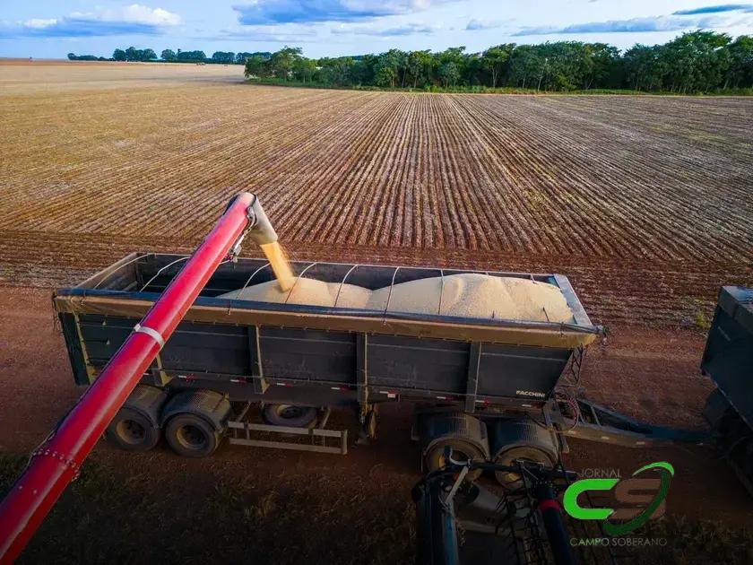 Colheita de Soja 2024/25: O Que Esperar e Como se Preparar