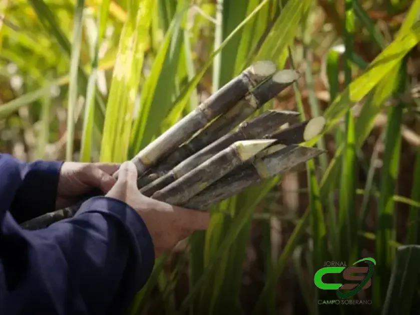 Como a Nova Lei de Descarbonização Beneficia Produtores Rurais