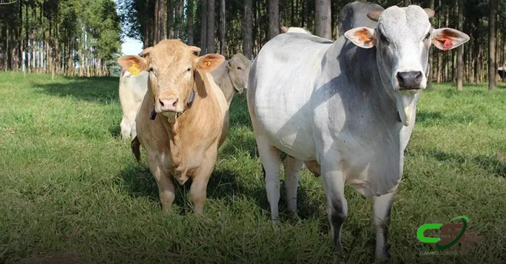 Como a Pelagem dos Bovinos Influencia na Adaptação às Mudanças Climáticas