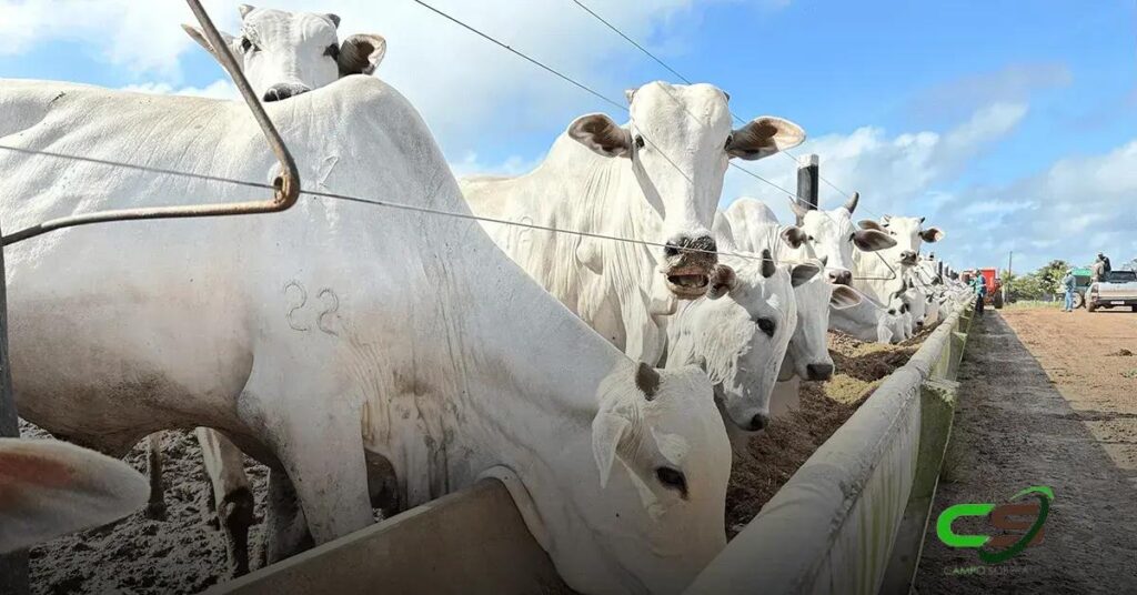 Como a Relação de Troca Farelo/Boi Pode Beneficiar Pecuaristas
