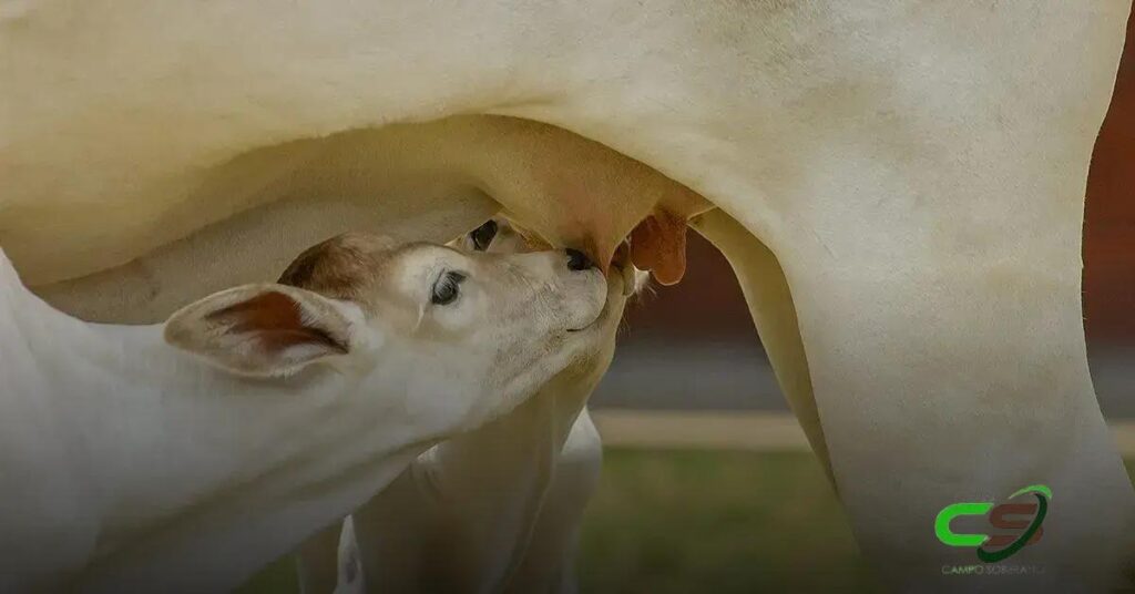 Como o Projeto Beckhauser Reduz a Mortalidade de Bezerros no Brasil