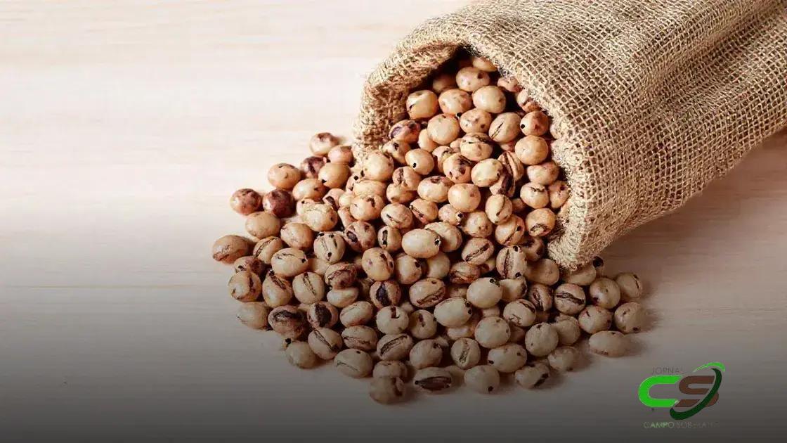 Cotação do Feijão: O Que Esperar para 2025?