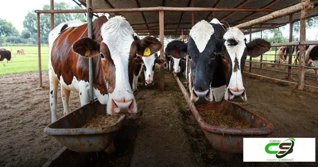 Coxo ou Cocho: Qual é o Melhor para a Sua Fazenda?