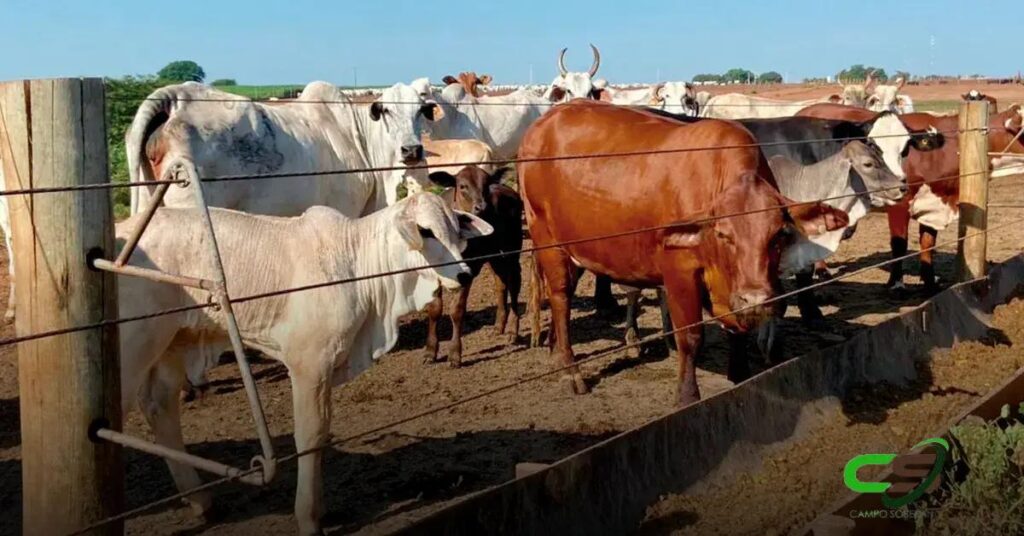 Crescimento de 1,4% na Produção de Rações em 2024