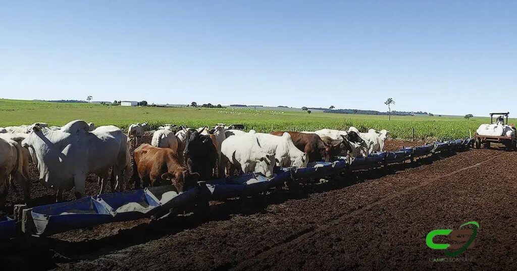 Custo de Alimentação Pecuária: Alta no Sudeste e Centro-Oeste em Novembro