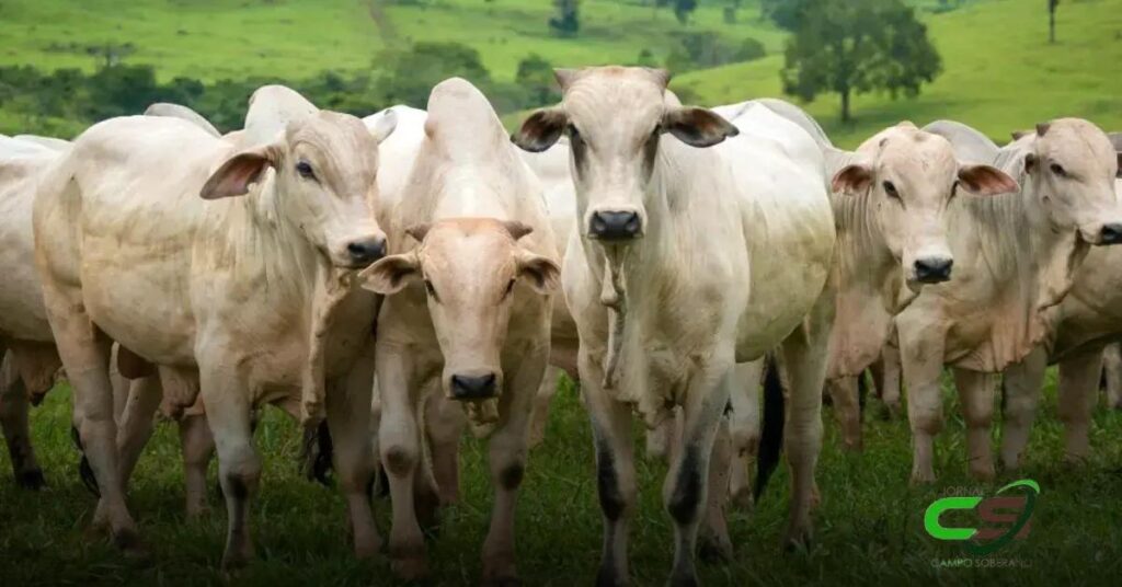 Declaração de Rebanho: Prazo e Importância para a Agrodefesa