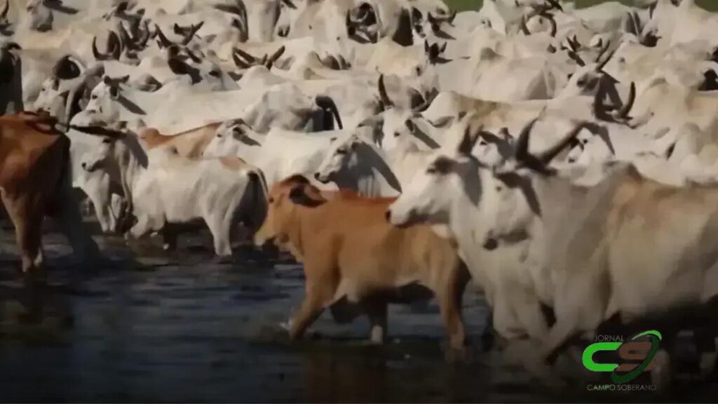 Do Pantanal ao Cerrado: A Revolução da Genética de Bezerros