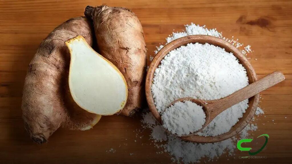 Esmagamento de Mandioca: Cenário e Expectativa para 2025