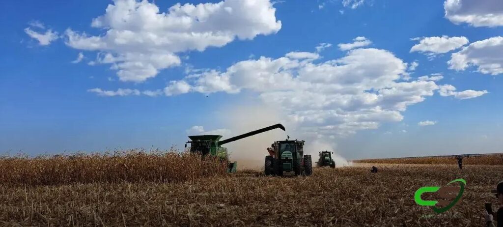 Estabilidade dos Preços de Soja e Milho no Primeiro Pregão de Chicago