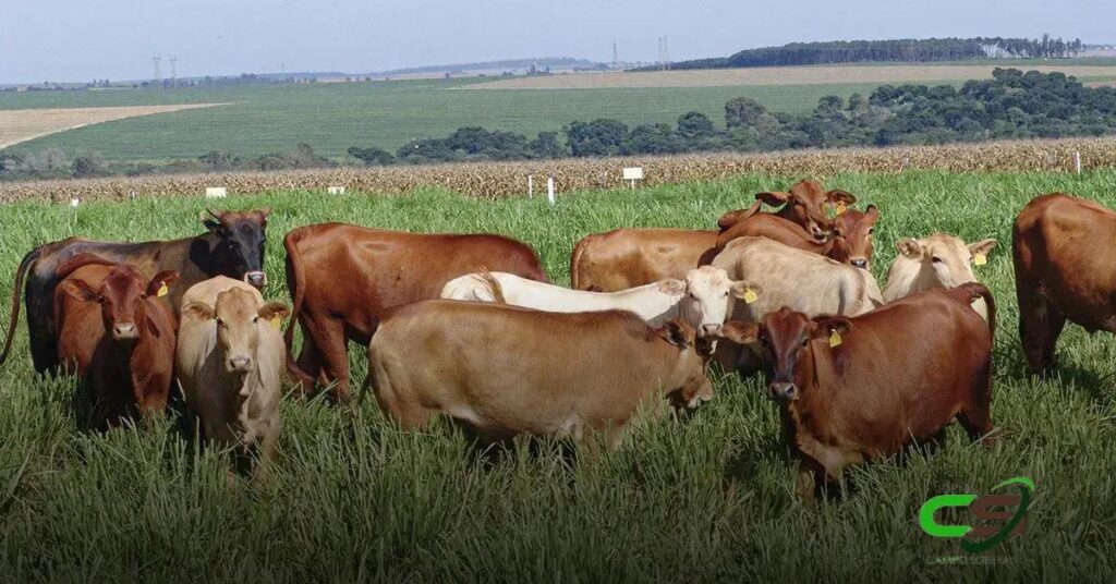 Famasul: Queda de 23,2% no Valor Bruto da Produção Agropecuária em 2024