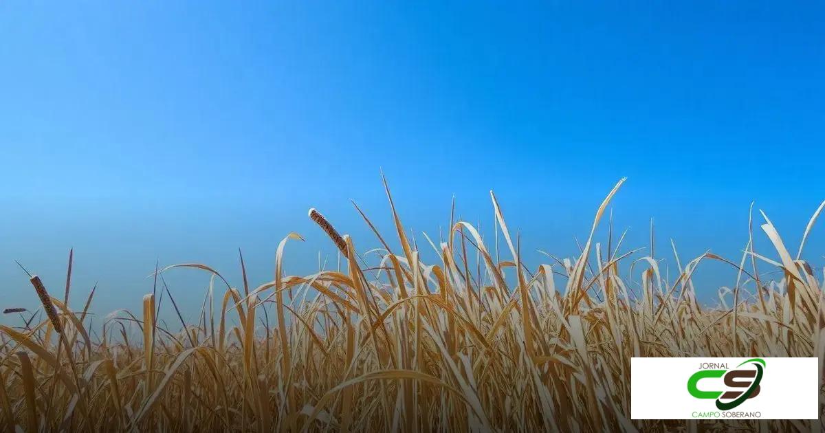 Feno: O Que É e Como Utilizá-lo em Diferentes Contextos