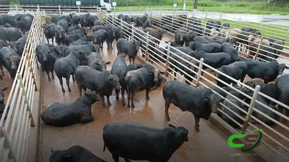 Filho do Rei da Pecuária: Boiada Angus de 23@ e Legado Familiar