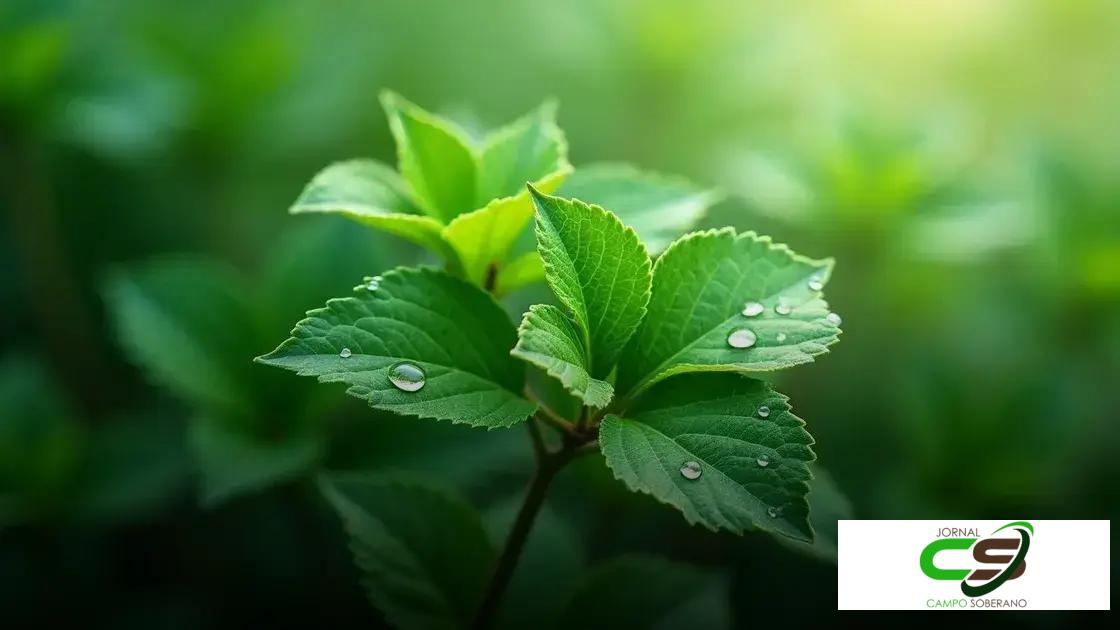 Folha de Algodão: Para Que Serve e Quais Seus Benefícios?