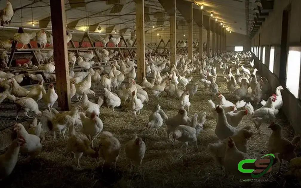 França: Novos Surtos de Gripe Aviária e Perda do Status Livre