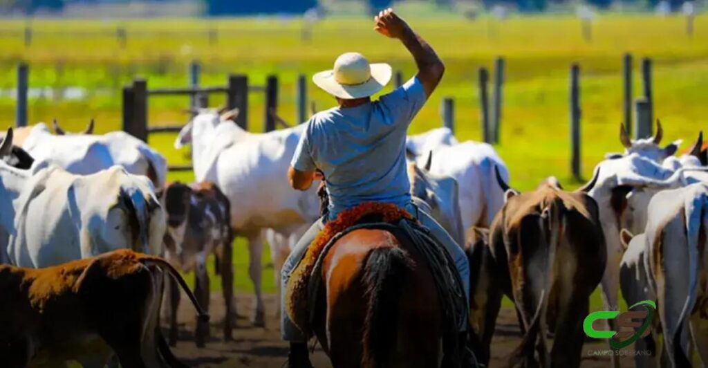 Boi Gordo: Preço Dispara e Chega a R$ 70/@ em 2024