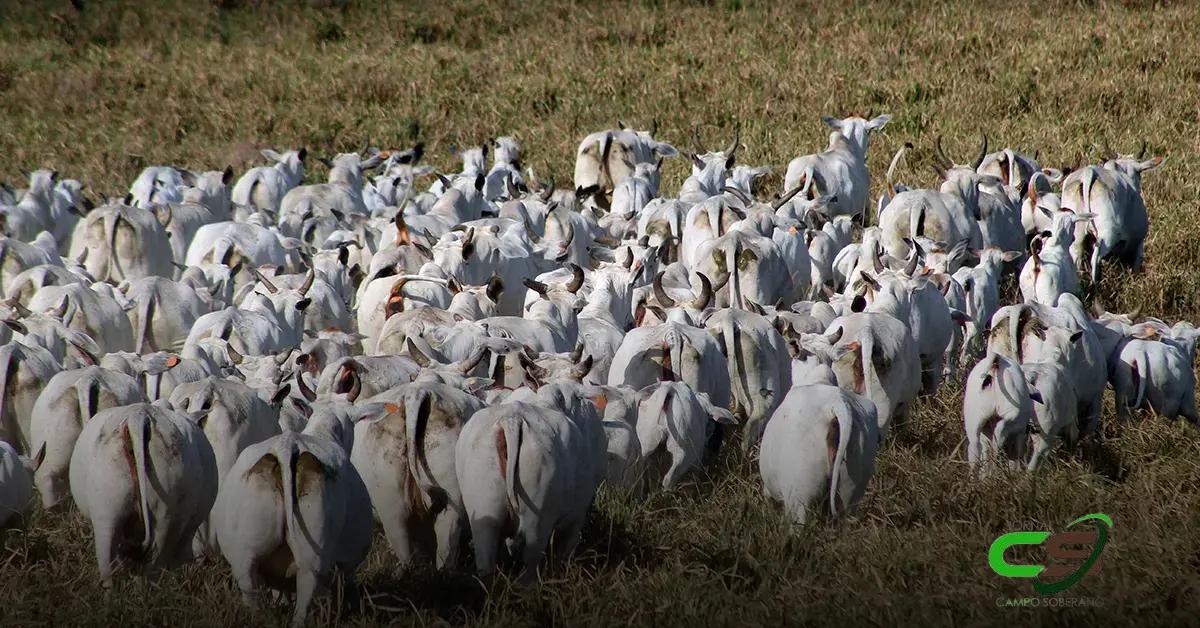 Fundo de Defesa Estadual da Sanidade Animal: O que Esperar da Assembleia
