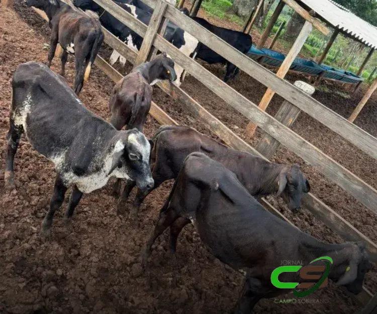 Gado Avaliado em R$ 25 Mil: A Recuperação Incrível