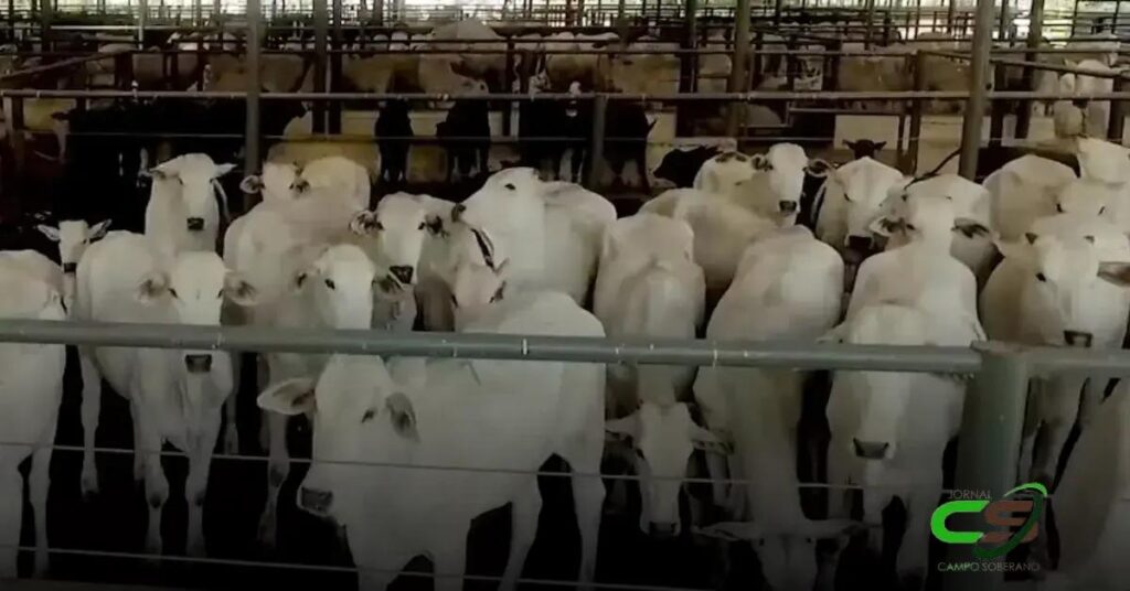 Gado Geral em MG: Média de R$ 2.435 por Cabeça em Uberaba