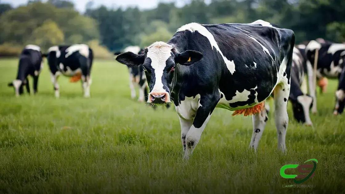 Gado Holandês: Crescimento Impressionante de 25% em 2024!