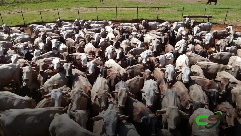 Gado Pesado: Média de 26,8@ com Bois de 29@ em MS!