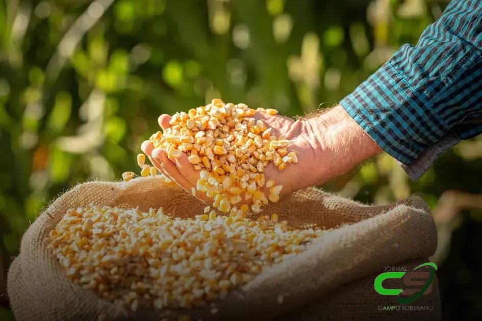 Governo Autoriza Compra de 50 mil Toneladas de Milho: Entenda