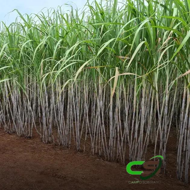 Governo Sanciona Lei que Garante Remuneração a Produtores pelo Renovabio