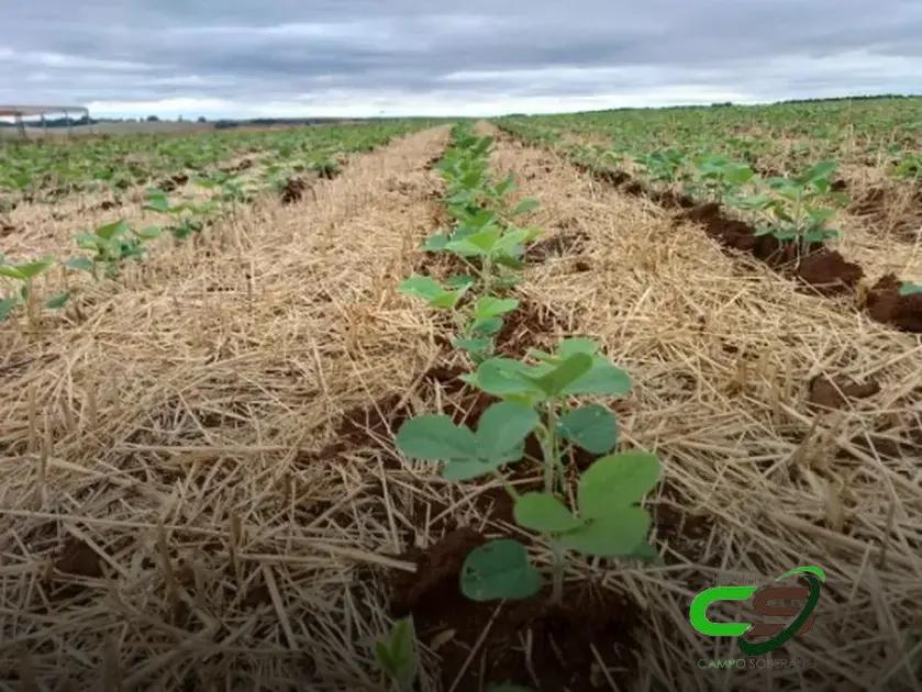 Grãos em Chicago: O Que Esperar do Mercado Atual
