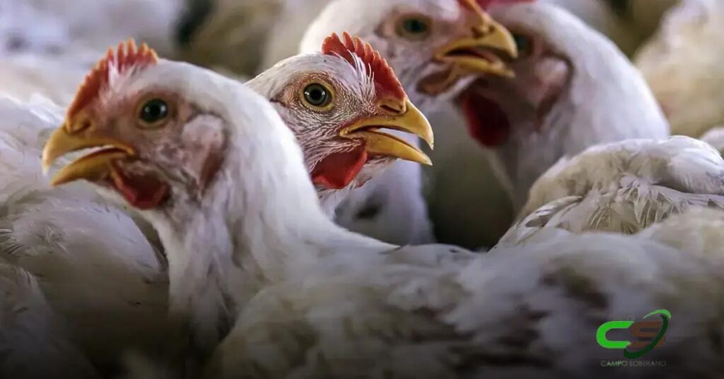 Gripe Aviária nos EUA: Preços de Ovos Batem Recorde Histórico