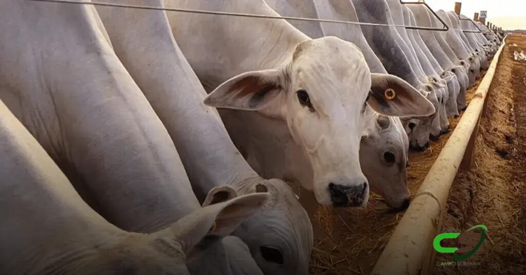 ICAP: O Termômetro do Reaquecimento da Pecuária de Corte