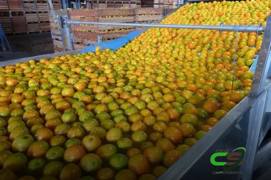 Impactos do Clima e Greening na Produção de Laranja na China em 2024/25