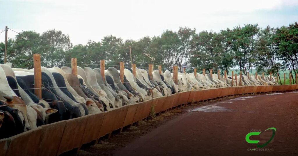 Índice de Custo Alimentar: Queda nos Custos de Confinamento em Agosto