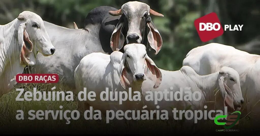 Indubrasil: Desafios e Oportunidades para o Crescimento da Raça