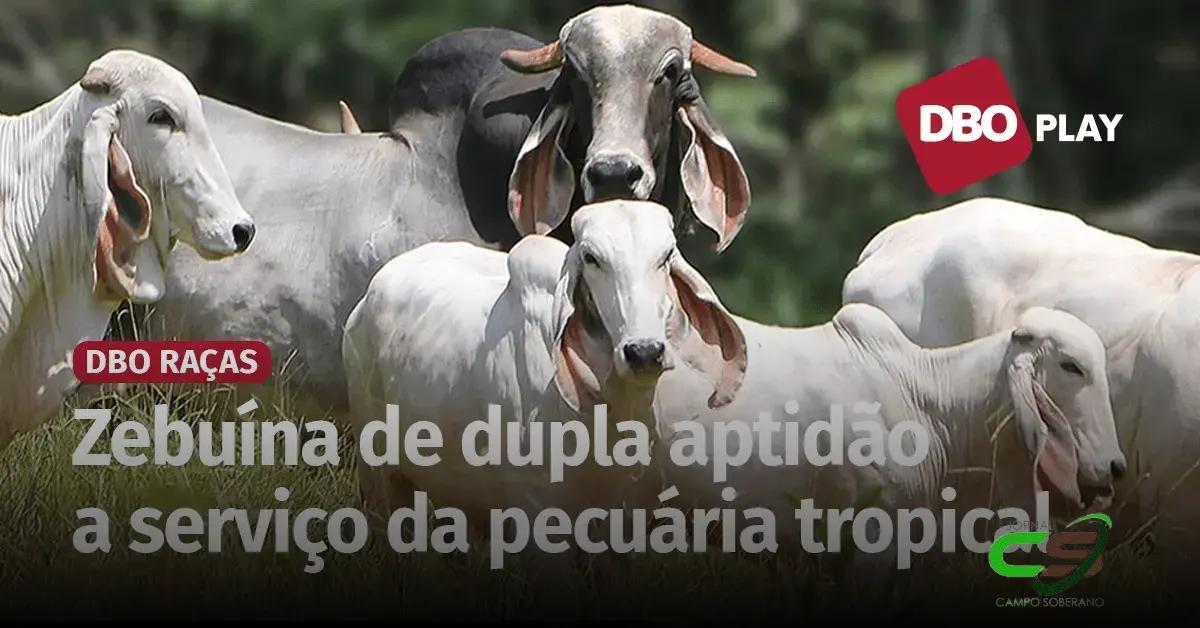 Indubrasil: Desafios e Oportunidades para o Crescimento da Raça