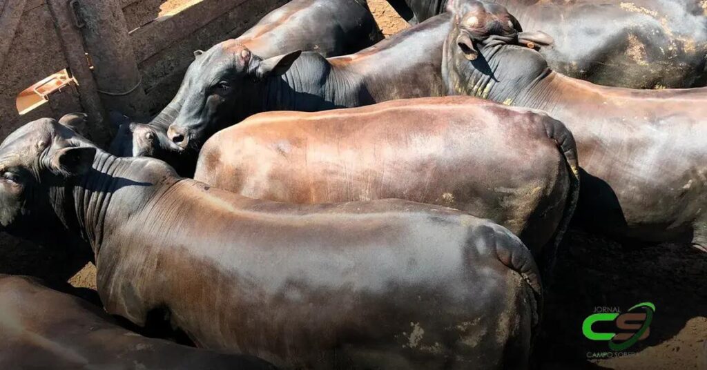 Isenção do ICMS para Reprodutores e Matrizes de Cruzamento Genético