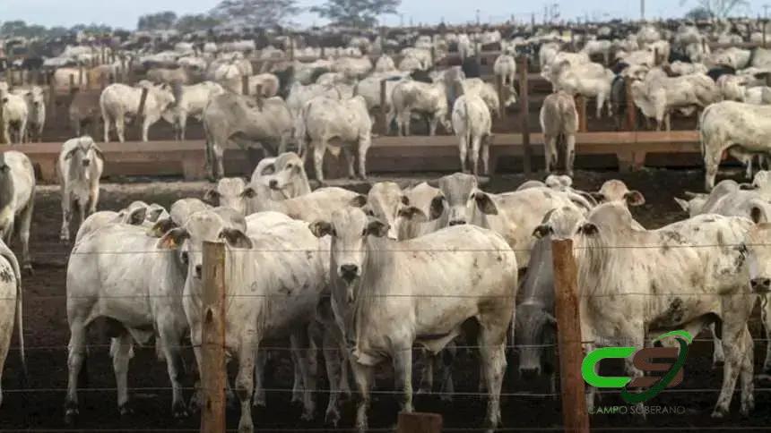 Justiça Concede Blindagem de Dívida de R$ 279 Milhões a Gigante do Confinamento