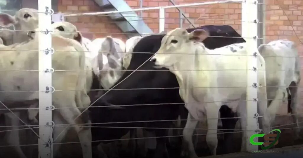 Leilão em Guarapuava: Média de R$ 2.881 por Cabeça em Reposição