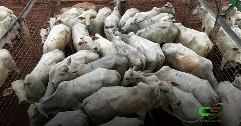 Leilão em Jardim: Média Geral de R$ 2.574 em Reposição