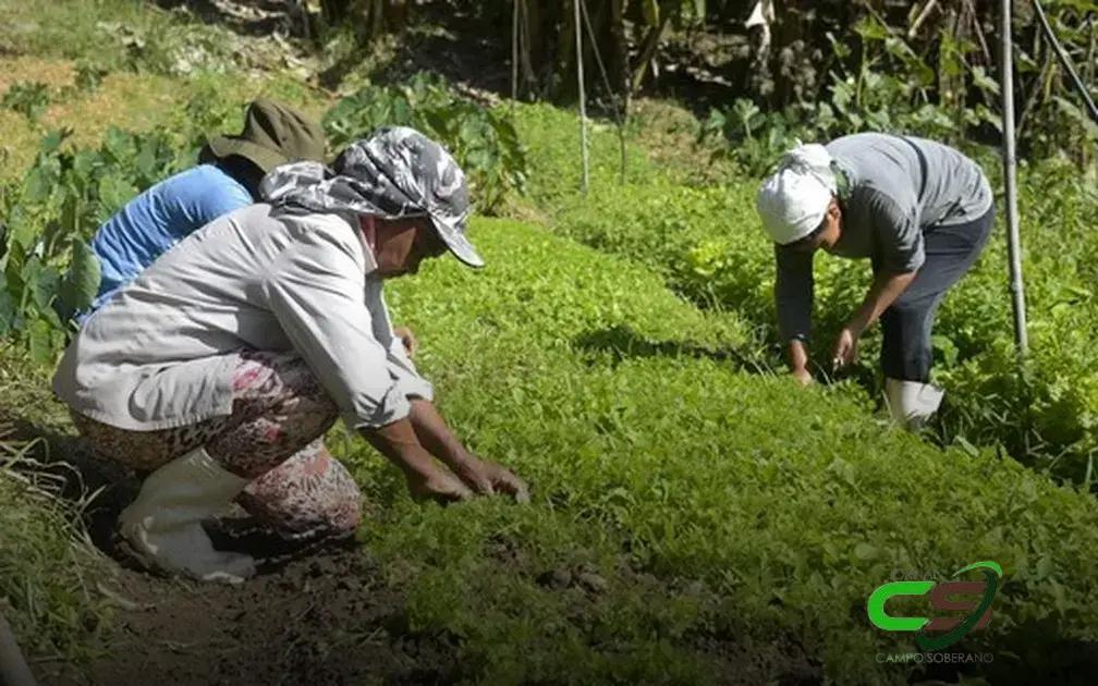 Lula Veta Proteção Contra Cortes no Orçamento do Seguro Rural em 2025