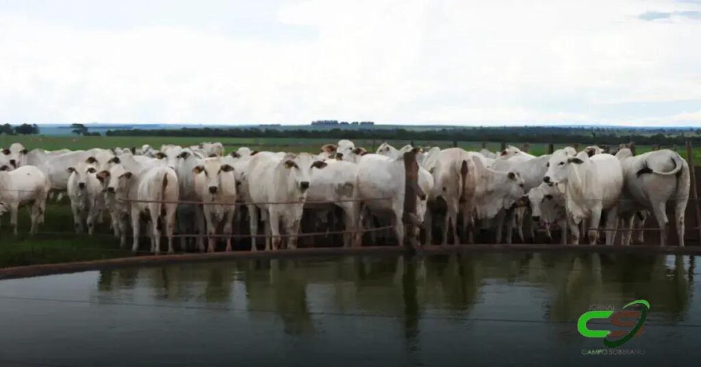 Mais Carne com Mesma Água: O Desafio da Seleção a Pasto
