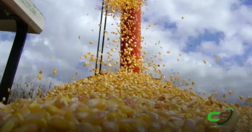 Milho: Indicador ESALQ/BM&FBovespa Registra Média Histórica