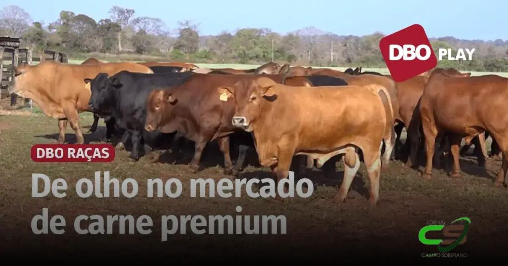 Montana: 5 Estratégias para Aumentar a Produtividade e Qualidade da Carne