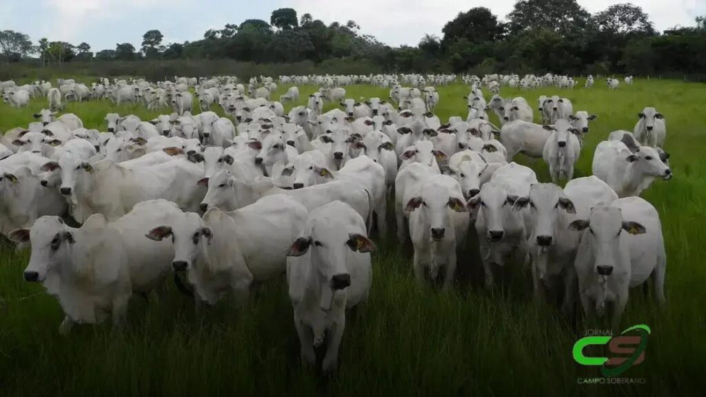 MS Lidera na Redução de Carbono na Agropecuária: Descubra Como