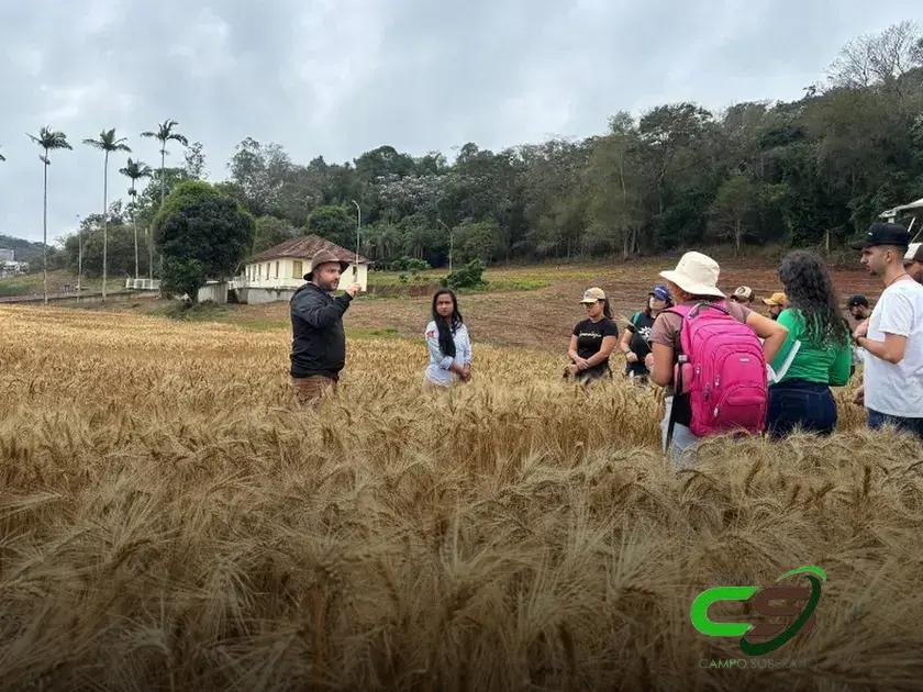 Nova Cultivar de Trigo da Universidade de Viçosa para Áreas Tropicais
