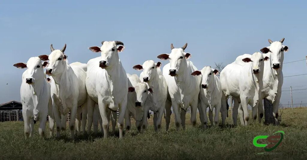 Nova DEP: Como Facilitar o Parto de Novilhas Primíparas