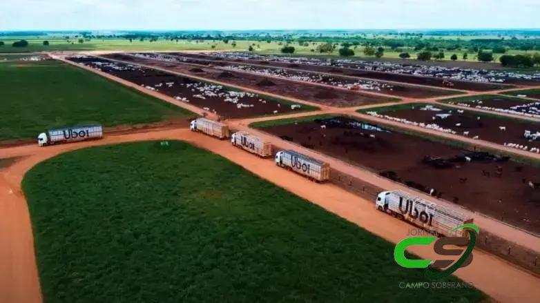 Nova Piratininga: Como Funciona o Transporte de Gado na Maior Fazenda do Brasil