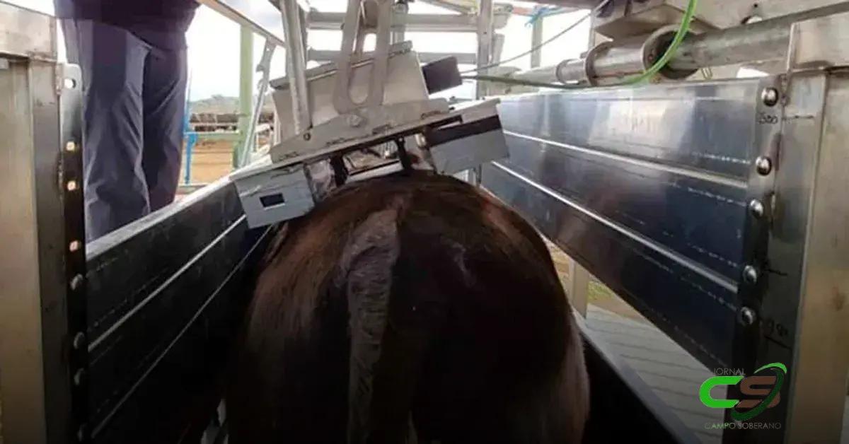 Nova tecnologia: Medição de Marmoreio em Animais Vivos